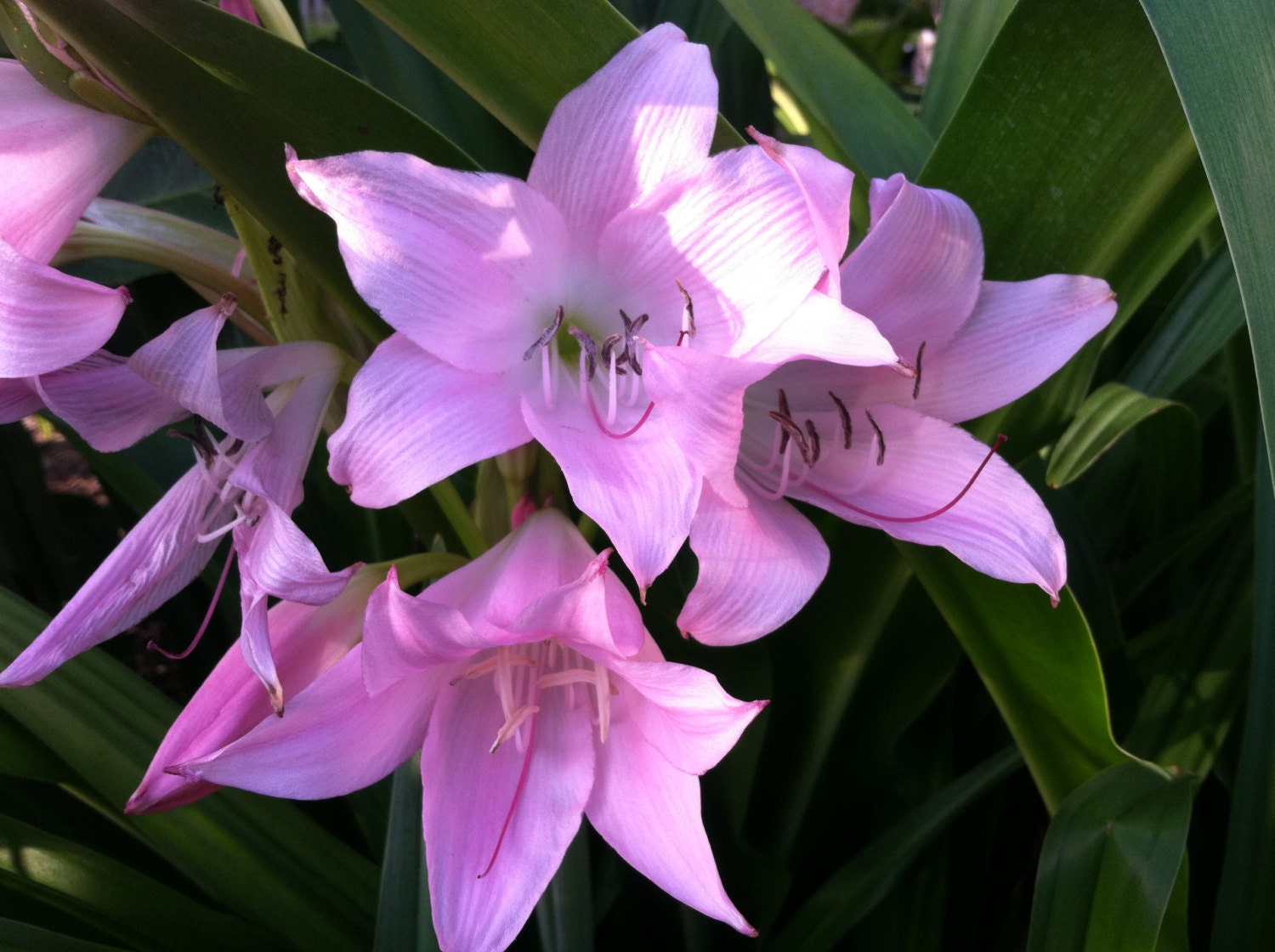 Crinum Powellii Rosea Powell Lily Cape Lily River Lily bulb