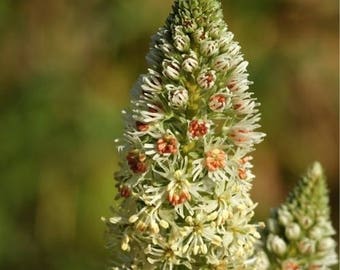 Sweet Mignonette Flower Seeds Reseda Odorata Ameliorata