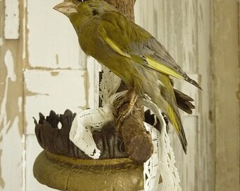 Beautiful old BIRD, real taxidermy, 50s, wall hanging....CHARMANT!