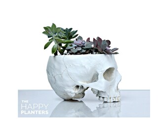 Skull Planter Large Size White, Cactus planter, Indoor Plant Pot, Human Skull Planter, Cactus Planter Gift, Air plant Terrarium, Cactus Pot