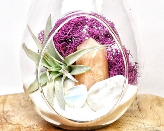 DIY Crystal Air Plant Terrarium Kit ~ Includes 6.75" Clear Glass Hanging Terrarium, accessories, Tillandsia Plant Gift