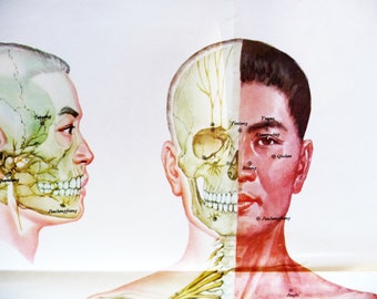 1970 XL Poster Body Parts, Human Anatomy chart, Anatomical Wall Art Home Decor.
