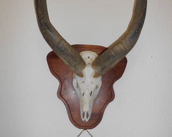 Antler, Antelope