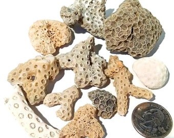 10 Small Sea Coral Pieces -Hand Collected, beach coral, coral fragments, beach decor, beach crafts, sea sponge, beach jewelry supplies
