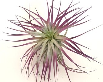 Air Plant , Tillandsia , Purple Houston Purple Decor , Home Decor , Wedding Favor