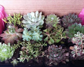 Succulent Gift Box