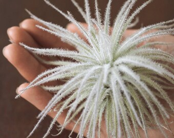 Air Plant Tectorum, Fuzzy Tillandsia, Terrarium Air Plant, Airplant, Air Fern, Air Planter, Houseplant, Office Plant, Live Plant, Air Friend