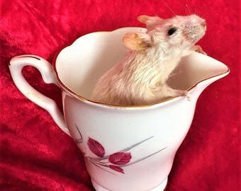 Taxidermy Mouse In A Milk Jug - curio, novelty, weird, gift