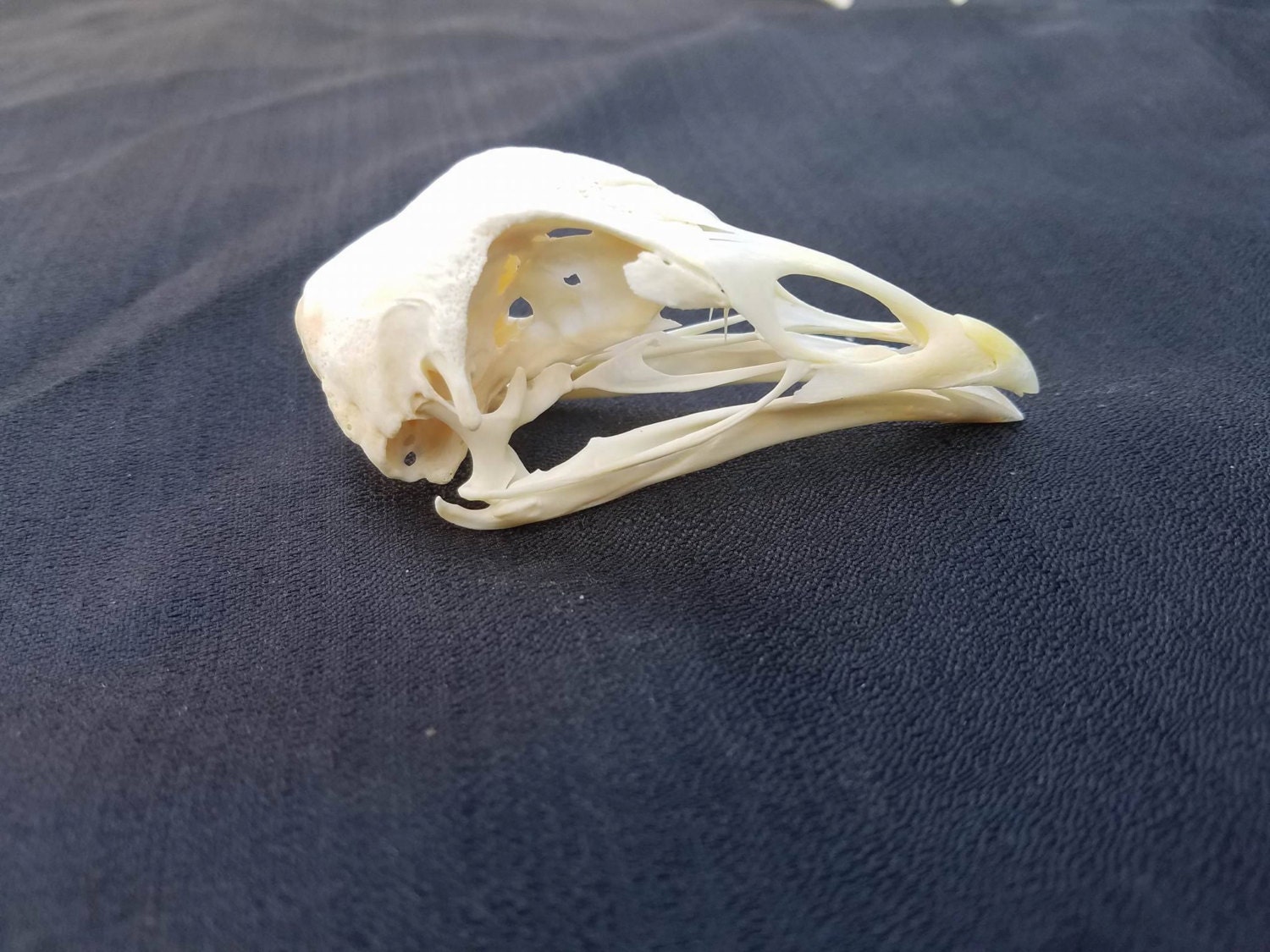 Chicken Skull