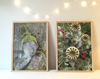 Agrandissement, encadré, format 43,9 x 28,6cm, sur papier épais poster/ Framed enlargement of my pictures of nature...