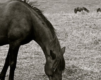 Horses in the Mountains, Republic of Georgia, Black and White