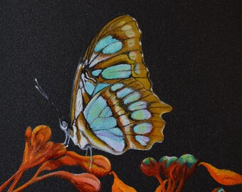 SOLD IN EXHIBITION -Malachite Butterfly - Papillon Malachite - Siproeta stelenes - Oil painting on wood