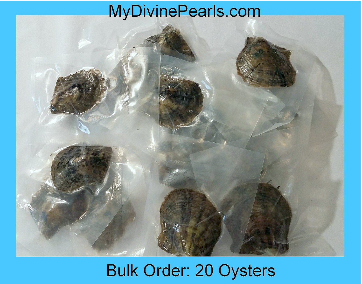 Bulk Order 20 Akoya Oysters w/ Genuine Pearls