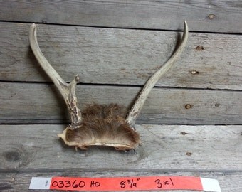 Small Set of Taxidermy Quality Whitetail Deer Antlers - Lot No. 03360HO