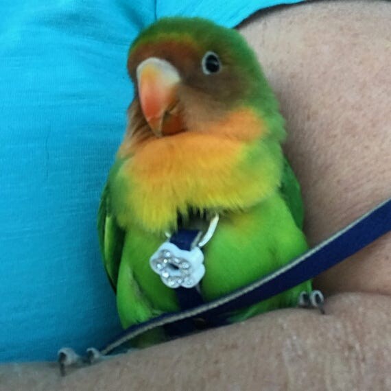 Lovebird Bird Harness Leash and Case