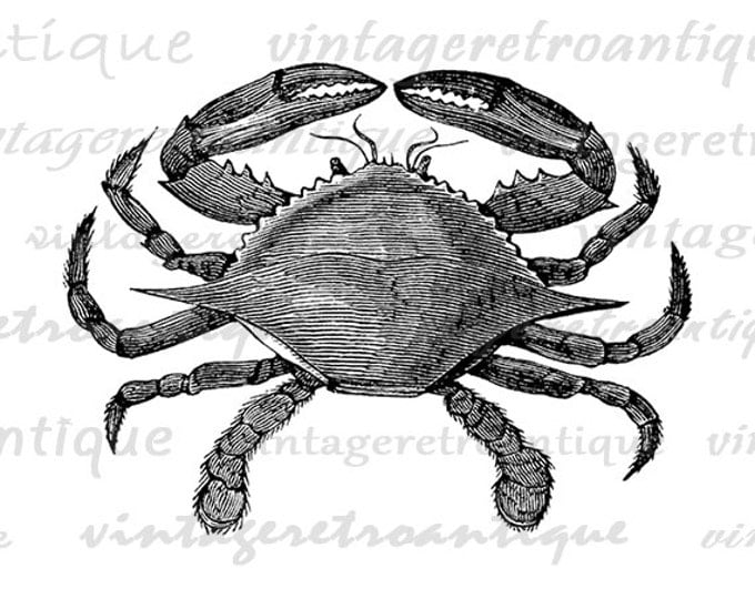 Crab Digital Image Printable Crab Download Ocean Graphic Sea Clipart Ocean Animal Image Antique Clip Art Jpg Png Eps HQ 300dpi No.089