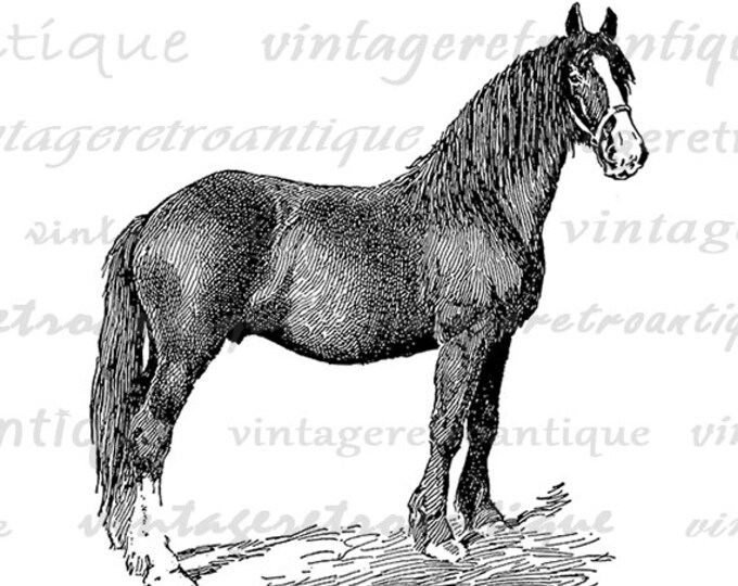 Printable Digital Shire Colt Horse Graphic Animal Image Download Antique Clip Art Jpg Png Eps HQ 300dpi No.3531