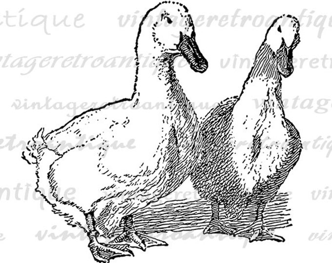 Digital Image Two Ducks Graphic Birds Printable Illustration Download Vintage Clip Art Jpg Png Eps HQ 300dpi No.3243