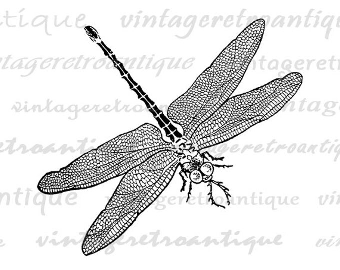 Digital Graphic Antique Dragonfly Printable Image Download Vintage Clip Art Jpg Png Eps HQ 300dpi No.618