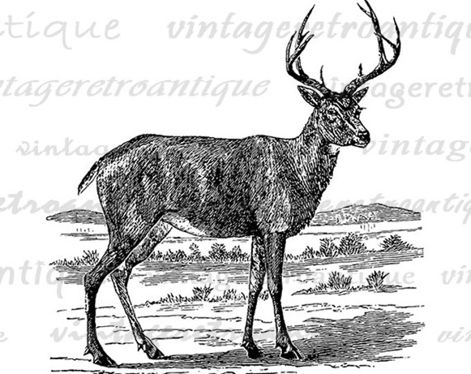 Black Tailed Deer Graphic Digital Image Printable Download Artwork Vintage Clip Art Jpg Png Eps HQ 300dpi No.2142