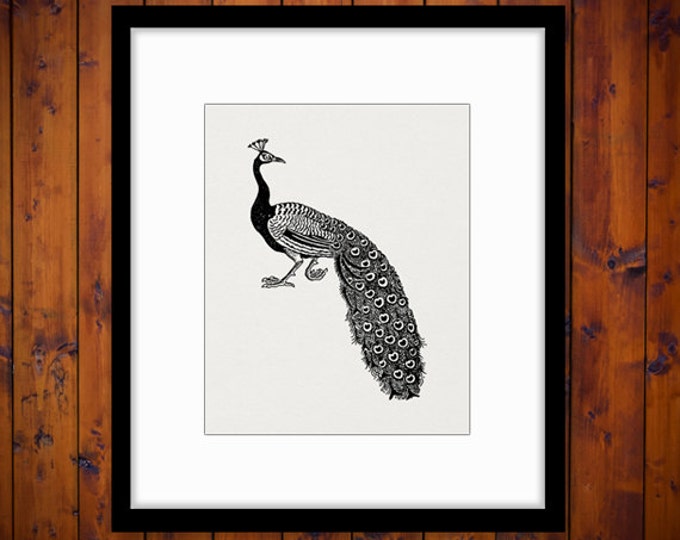 Printable Graphic Peacock Digital Animal Bird Download Image Artwork Vintage Clip Art Jpg Png Eps HQ 300dpi No.3707