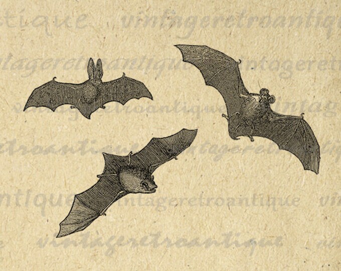 Printable Graphic Three Bats Download Halloween Illustration Digital Image Antique Clip Art Jpg Png Eps HQ 300dpi No.1436