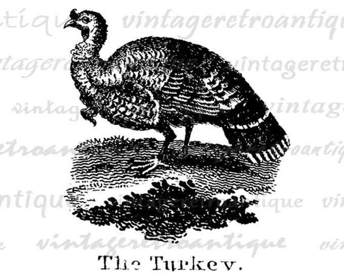 Printable Antique Turkey Illustration Graphic Digital Thanksgiving Download Image Vintage Clip Art Jpg Png Eps HQ 300dpi No.939