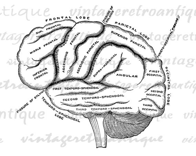 Digital Printable Brain Diagram Graphic Medical Image Anatomy Download T-Shirts Jpg Png Eps HQ 300dpi No.110