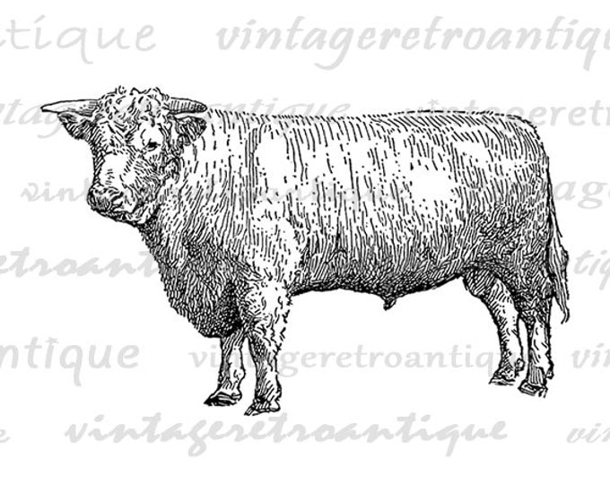 Digital Image Champion Shorthorn Bull Download Cow Illustration Printable Graphic Vintage Clip Art Jpg Png Eps HQ 300dpi No.3111