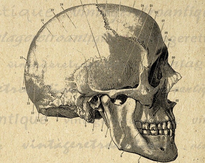 Digital Graphic Skull Diagram Download Printable Image Illustration Jpg Png Eps HQ 300dpi No.2255