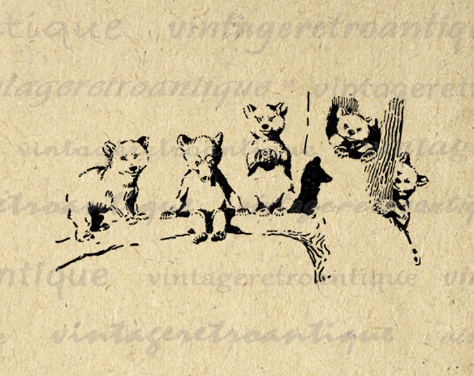 Printable Image Bear Cubs on Tree Branch Graphic Digital Cute Download Antique Clip Art Jpg Png Eps HQ 300dpi No.870