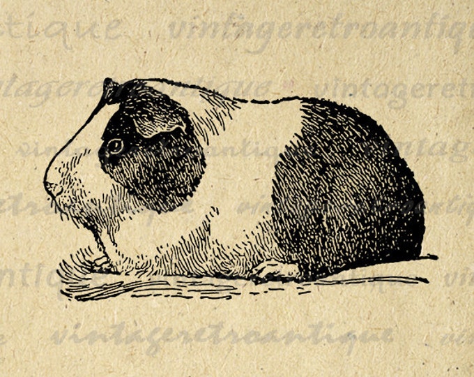 Printable Guinea Pig Image Digital Pet Download Illustration Graphic Vintage Clip Art Jpg Png Eps HQ 300dpi No.3055