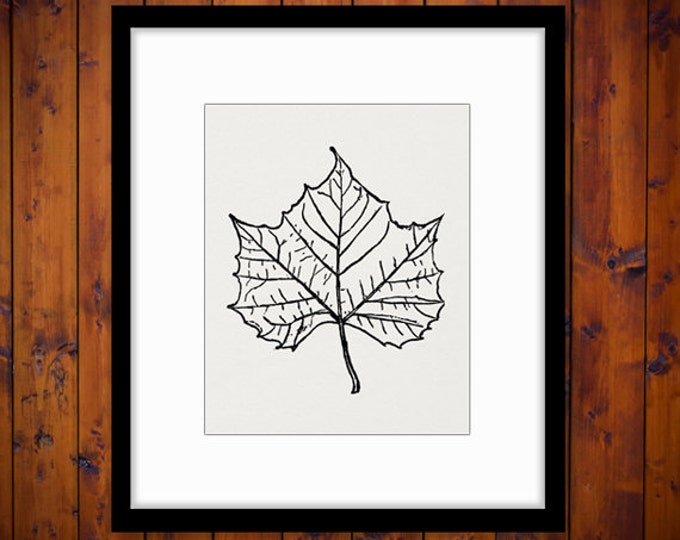 Tree Leaf Digital Image Graphic Fall Download Printable Vintage Clip Art Jpg Png Eps HQ 300dpi No.1070