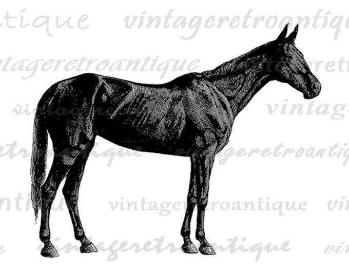 Printable Digital Antique Horse Graphic Illustration Download Image Vintage Clip Art Jpg Png Eps HQ 300dpi No.3018