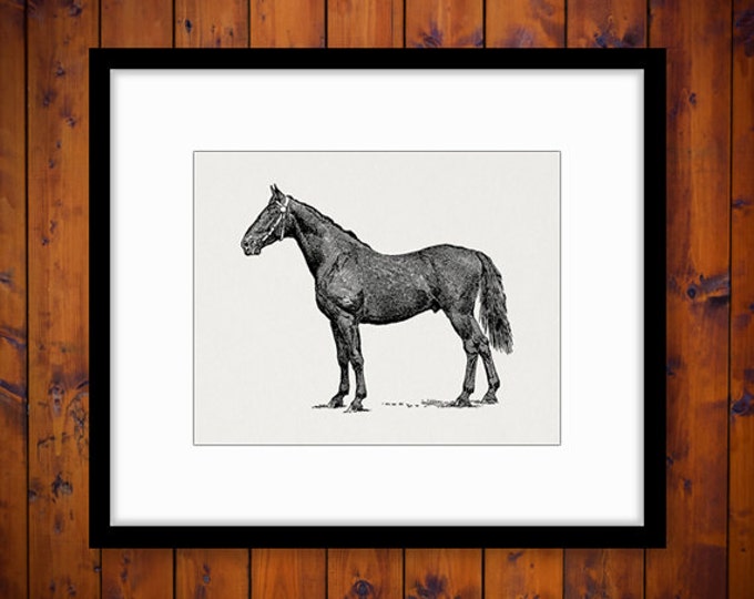 Stallion Horse Digital Image Printable Illustrated Download Graphic Antique Clip Art Jpg Png Eps HQ 300dpi No.3171