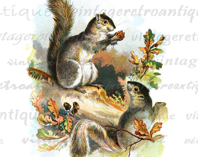 Printable Image Classic Squirrel Download Antique Illustration Digital Graphic Vintage Clip Art HQ 300dpi No.2002