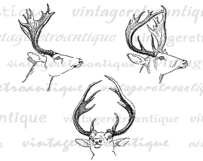 Antique Deer Digital Image Download Antlers Graphic Collage Sheet Printable Vintage Clip Art Jpg Png Eps HQ 300dpi No.1147