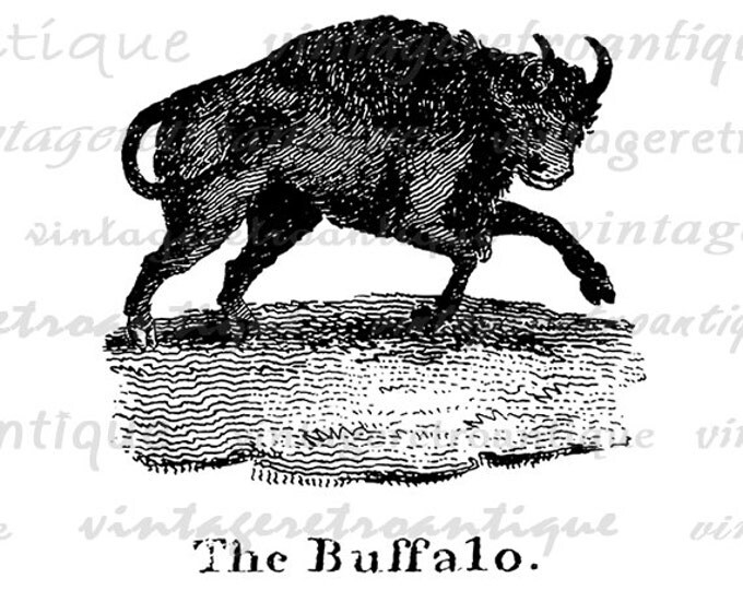 Digital Printable Buffalo Antique Illustration Download Graphic Image Vintage Clip Art for Transfers Printing etc HQ 300dpi No.854