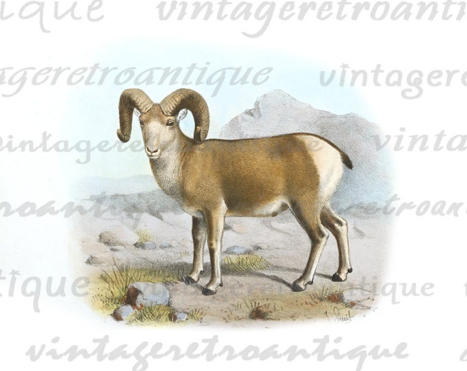 Digital Ram Goat Color Printable Graphic Image Download Vintage Clip Art for Transfers Printing etc HQ 300dpi No.505