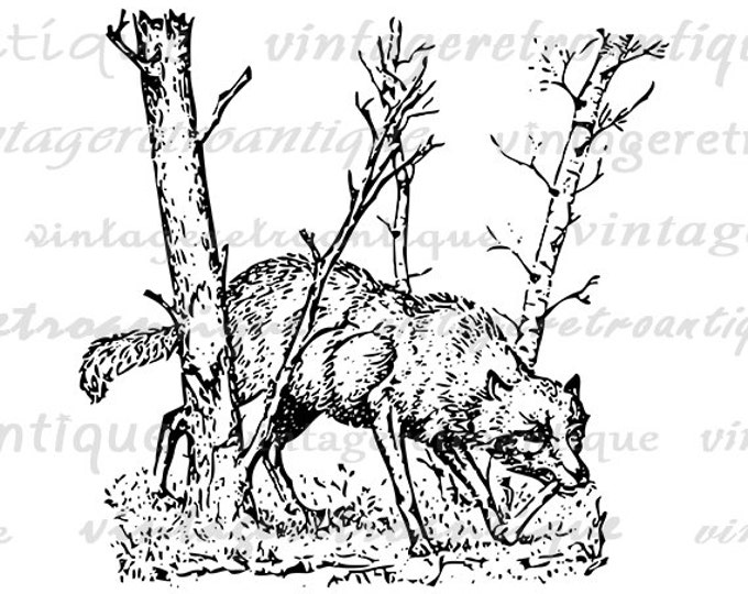 Letter W Wolf Graphic Printable Download Wolf Image Wolf Letter W Digital Antique Clip Art for Transfers Making Prints etc HQ 300dpi No.4699