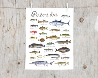 Print Fishes of Québec | Watercolor fish painting | Art mural Nature Print | Poster identification classification Fish | Gift