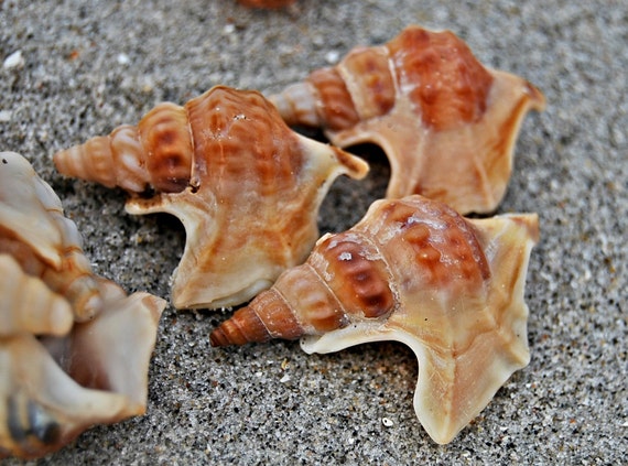 50 Small Conch Shells Craft shells bulk Natural Sea Shell