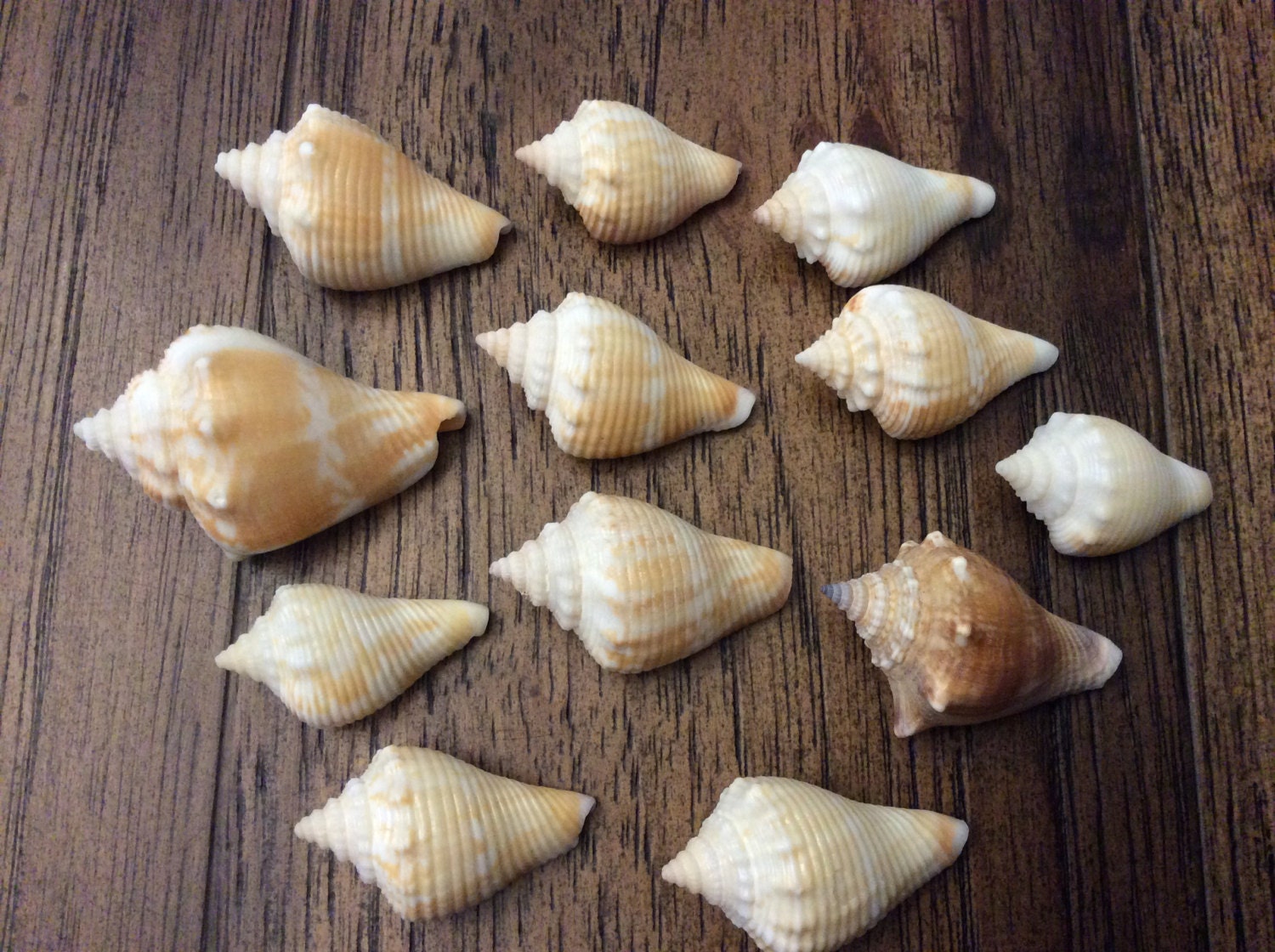 12 Florida Conch Shells found on the gulf coast beach