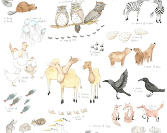 Animal Collective Nouns, Collections of animals, groups of animals , illustration, water colour, print