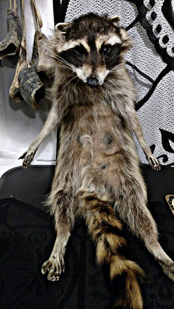 taxidermy raccoon for sale