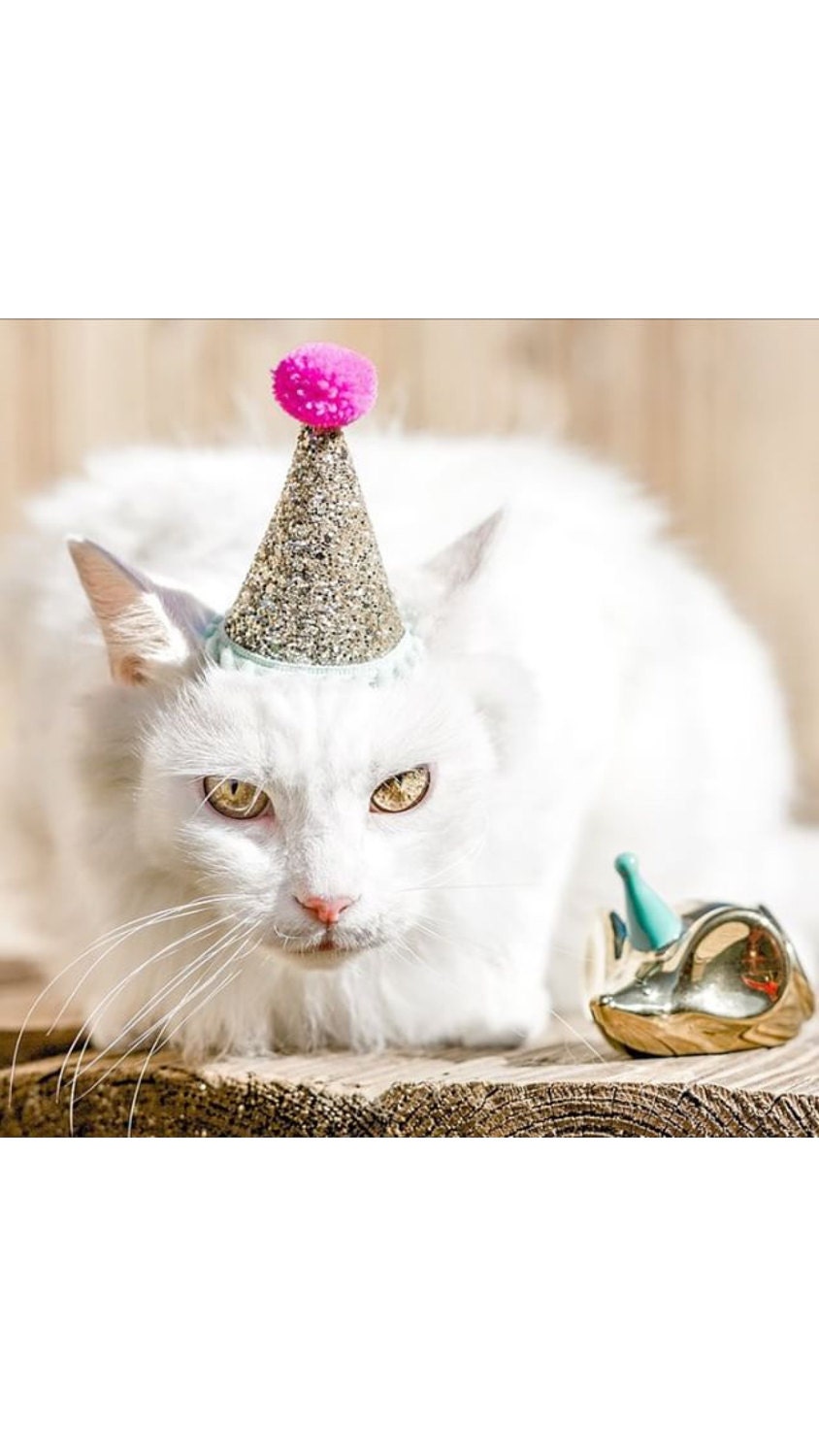 Hats for Cats Cat Party Hat Cat Birthday Hat Animal