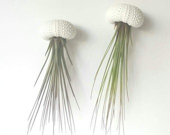 Two Jellyfish Air Plants, Hanging Air Plants in Sea Urchin Shell