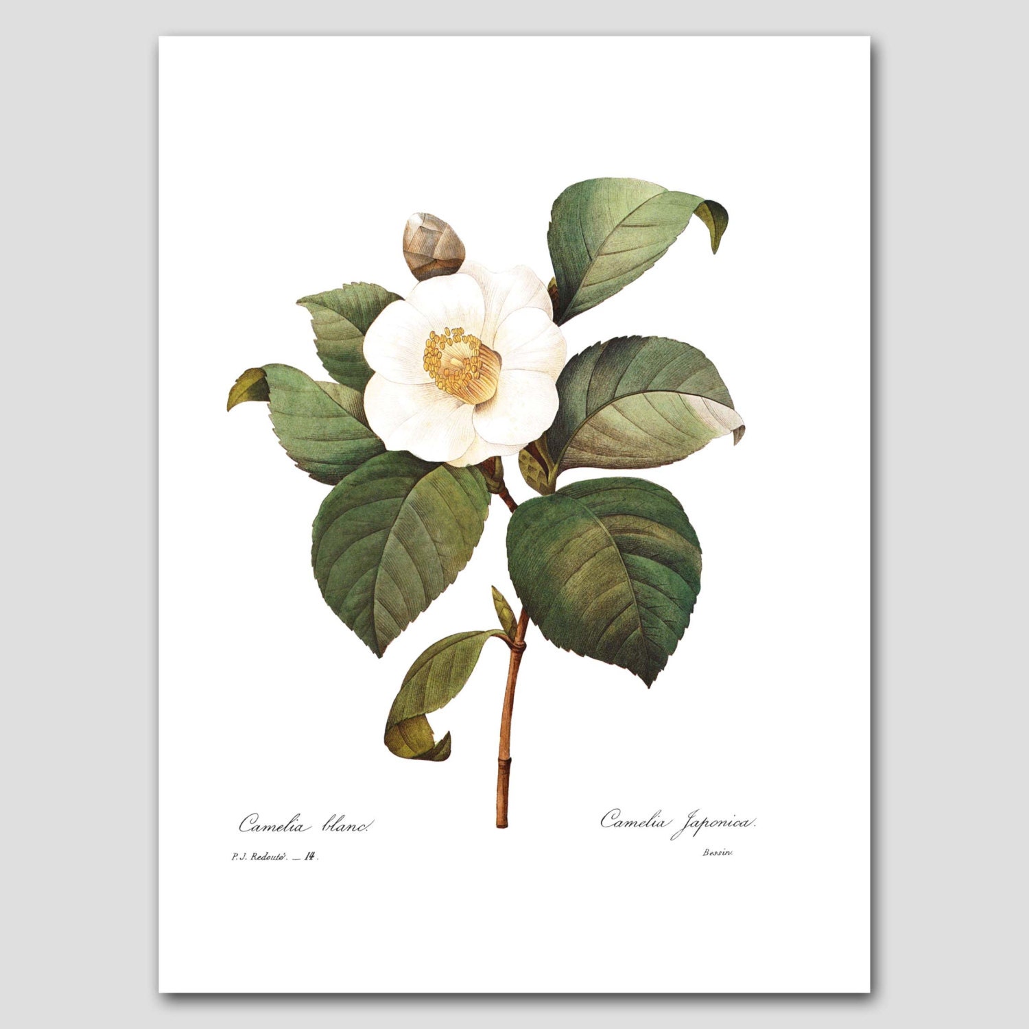 Camellia Art Botanical Wall Print White by ParagonVintagePrints