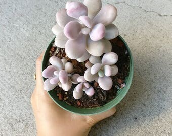 Moonstones Succulent Pachyphytum Oviferum Pink Moonstone Plant Pebble Rosette Pink Succulent Exotic Succulent Plants Rare Succulent Gift