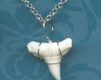 Shark Week!! Wire Wrapped White SHARK Tooth Necklace Pendant - 3/4" Shark Teeth in Creamy White on silver plated chain Sweet!! 1-34WN